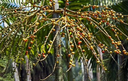 Palm tree fruits on tropical rain forest, Rio, Brazilの写真素材