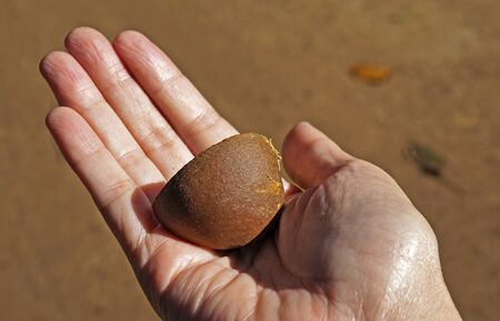 Crabwood tree seed or Andiroba seed (Carapa guianensis) on hand, Rio, Brazilの写真素材