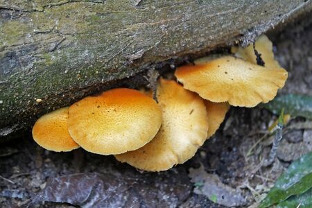 Yellow mushroom at the forestの写真素材