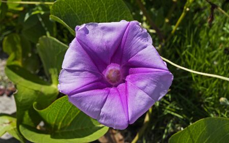 Beach morning glory flower (Ipomoea pes-caprae)