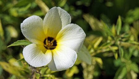White buttercup or sulfur alder flower (Turnera subulata)の写真素材