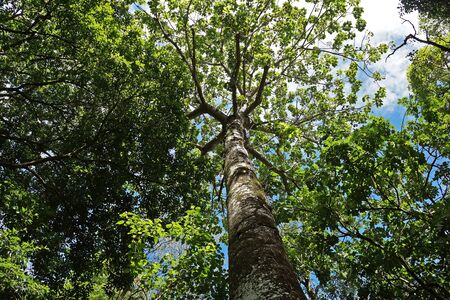 Big tree on tropical rain forest, Rio de Janeiro, Brazil