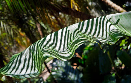 Banana leaf with palm tree shade, Minas Gerais, Brazilの写真素材