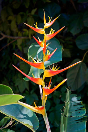 Heliconia flower in the rain forest, Minas Gerais, Brazil