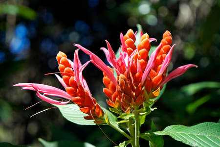 Orange shrimp flower or Panama Queen flower (Aphelandra sinclairiana), Minas Gerais, Brazil
