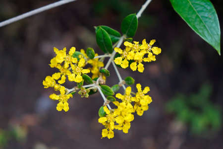 Yellow wild flowers, Belo Horizonte, Brazil