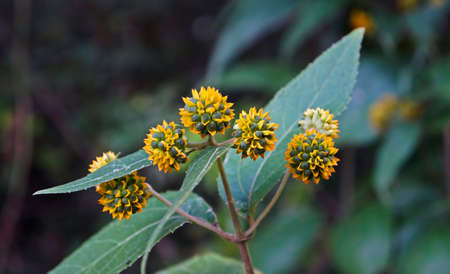 Exotic wild flowers, Belo Horizonte, Brazilの写真素材