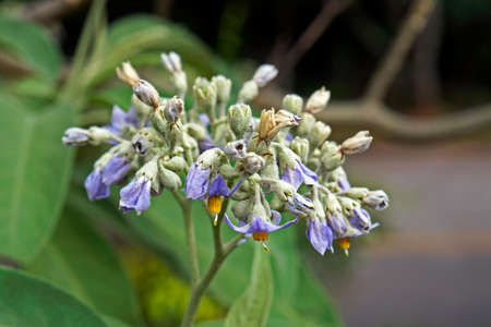 Wild flowers (Solanum grandiflorum), Belo Horizonte, Brazilの写真素材