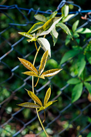 Climbing plant leaves, Rio, Brazil