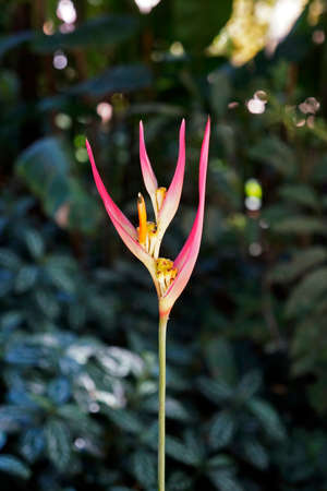 Heliconia flower on rain forest, Minas Gerais, Brazilの写真素材