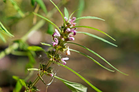 Honeyweed or Siberian motherwort flowers (Leonurus sibiricus), Rio, Brazilの写真素材
