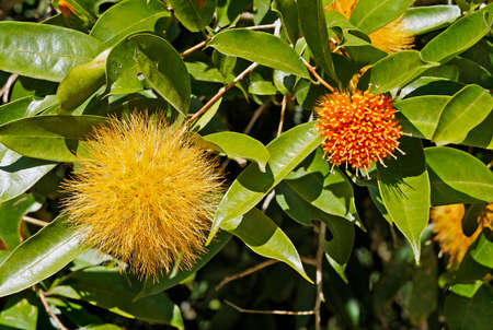 Yellow Powder Puff flowers (Stifftia chrysantha), Rio, Brazil