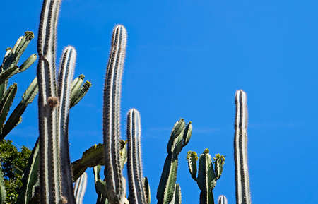 Cactus and blue sky, Rio de Janeiro, Brazilの写真素材