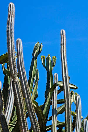 Cactus and blue sky, Rio de Janeiro, Brazilの写真素材