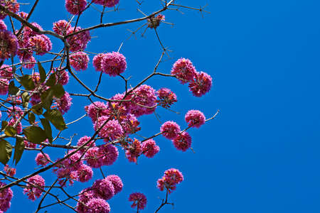 Pink ipe or pink trumpet tree flowers, (Handroanthus impetiginosus), Rio