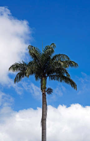 Palm tree and blue sky, Ouro Preto, Brazilの写真素材