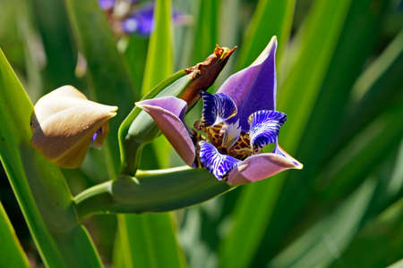 Walking Iris flowers (Neomarica caerulea) on garden, Rio, Brazilの写真素材