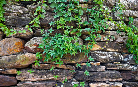 Climbing plants on stone wall, Ouro Preto, Brazil