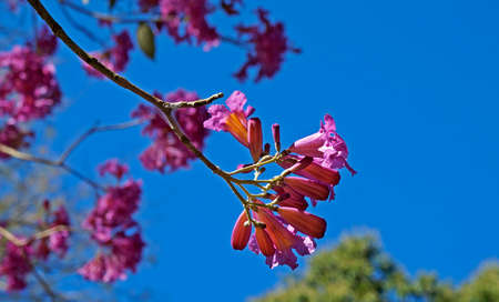 Pink ipe or pink trumpet tree flowers, (Handroanthus impetiginosus), Rio