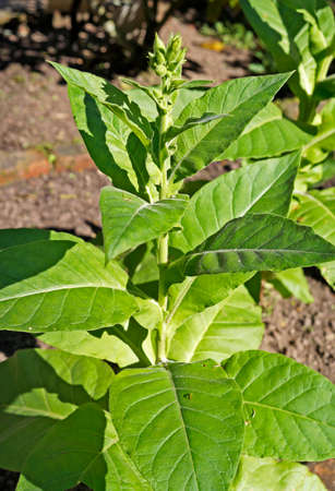 Tobacco plant (Nicotiana tabacum) on garden, Rio, Brazilの写真素材