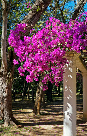 Pink bougainvillea flowers (Bougainvillea glabra) on pergola Rio, Brazilの写真素材