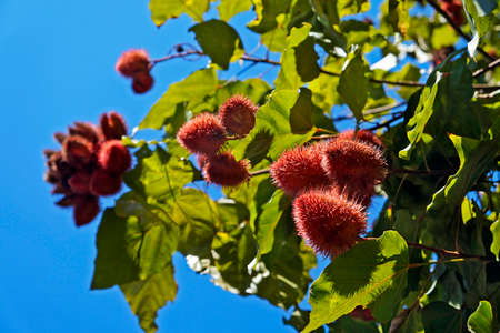 Achiote fruits on tree, Rio de Janeiro, Brazilの写真素材