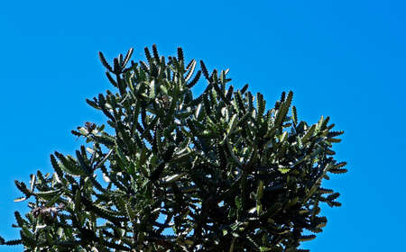 Mottled spurge or candelabra spurge (Euphorbia lactea), Rio, Brazil