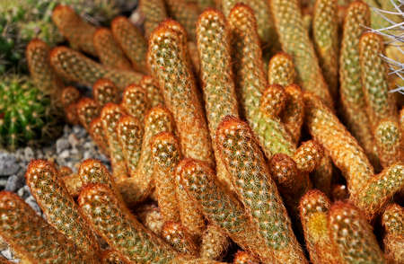 Gold lace cactus or Ladyfinger cactus (Mammillaria elongata) on garden