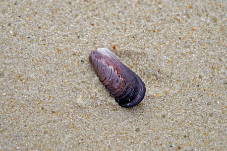 Seashell on the beach sand