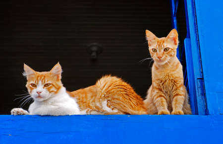 Two cats at the window, Sao Joao del Rei, Minas Gerais, Brazil