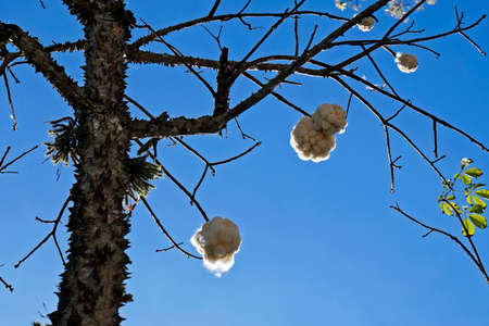 Silk Floss Tree (Ceiba speciosa or Chorisia speciosa), Rio, Brazilの写真素材