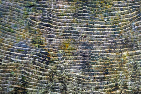 Texture in cut tree trunk (detail)