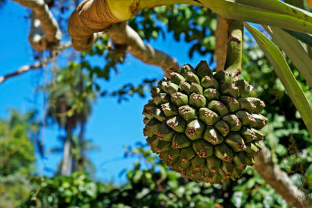 Common screwpine fruit (Pandanus utilis), Rio, Brazil