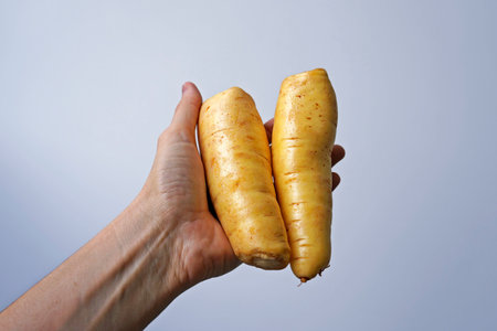Arracacha or baroa potato on hand in a bright backgroundの写真素材