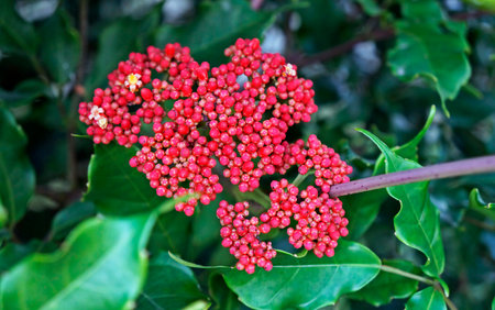 Flowers and buds (Leea coccinea) on gardenの写真素材