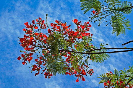 Royal poinciana, flamboyant or flame tree flowers (Delonix regia)の写真素材