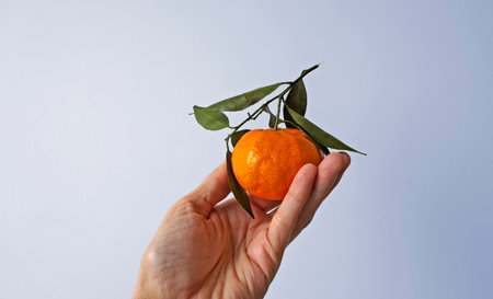 Tangerine on hand in a bright backgroundの写真素材