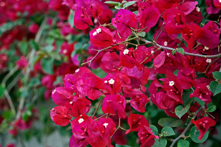 Pink bougainvillea flowers (Bougainvillea glabra), Tiradentes, Brazil