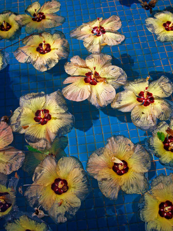 Beach hibiscus (Hibiscus tiliaceus) floating on waterの写真素材
