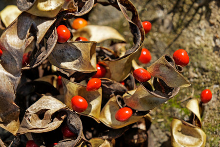 Leguminous tree seeds on floor (Adenanthera pavonina)