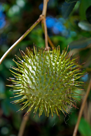 Yellow allamanda fruit (Allamanda cathartica)
