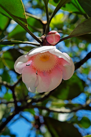 Clusia flower on tree (Clusia grandiflora)の写真素材
