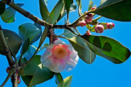 Clusia flower (Clusia grandiflora), Rioの写真素材