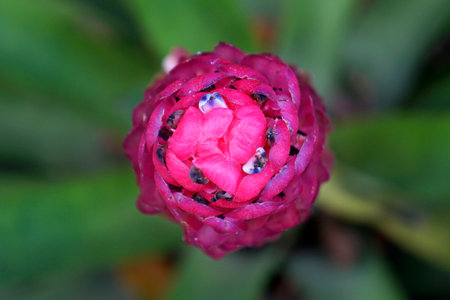 Bromeliad inflorescence (Quesnelia arvensis) on garden
