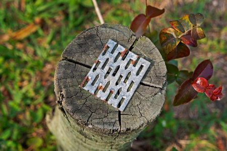 Cut tree trunk on tropical rainforest
