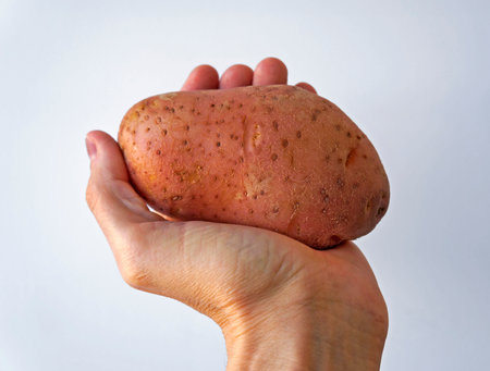Asterix potato or pink potato on handの写真素材