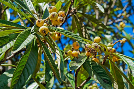 Loquat fruits on tree (Eriobotrya japonica)