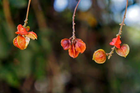 Wild berries on tropical rainforestの写真素材