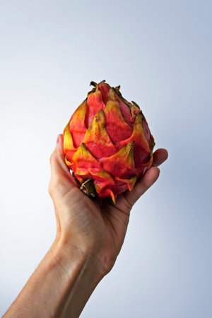 Dragon fruit, Pitaya or Pitahaya on hand in a bright backgroundの写真素材