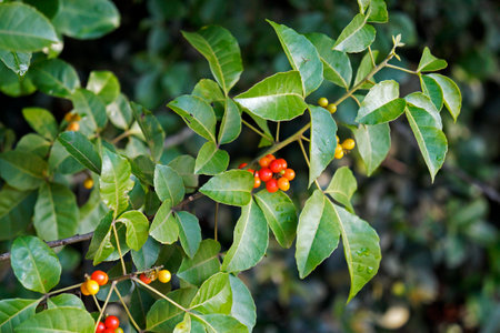 Wild red berries on tropical forestの写真素材